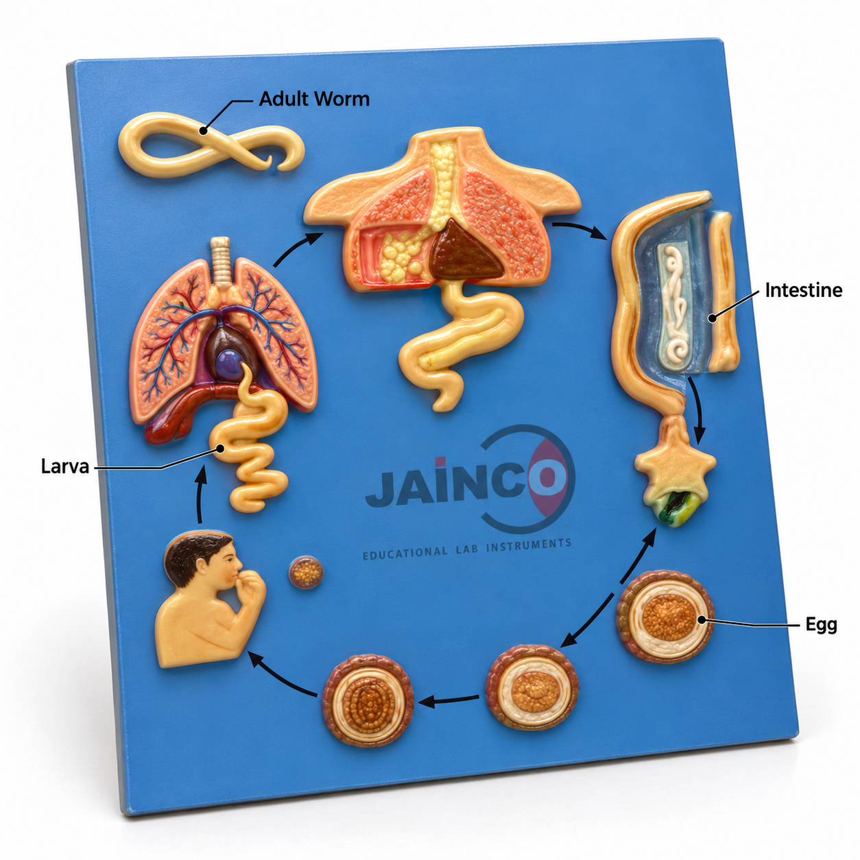 Life Cycle of Ascaris Lumbricoides Model